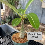 Pachypodium baronii v. baronii