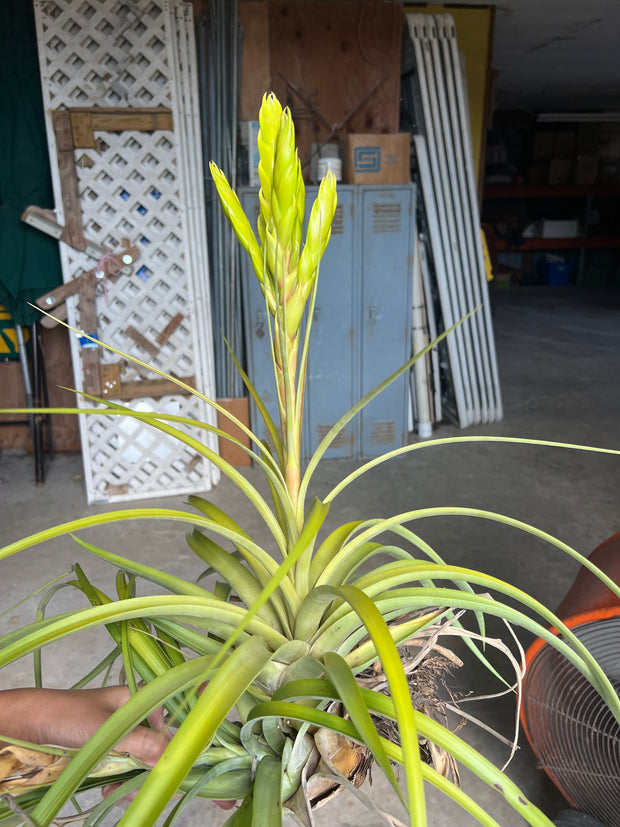 Tillandsia 'Bahia' – Tropiflora