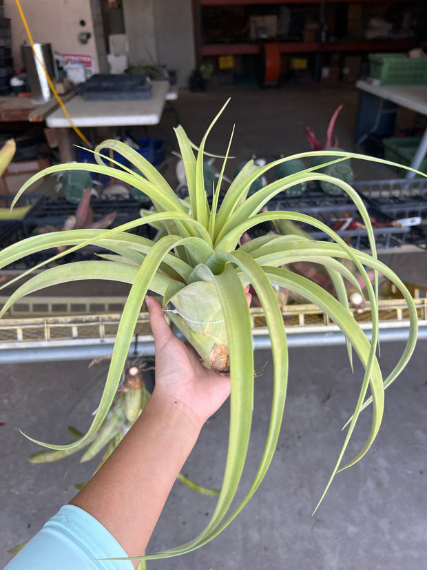 Tillandsia guenthernolleri Rio Marabasco