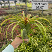 Tillandsia 'Pink Sensation'