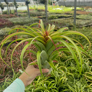 Tillandsia 'Pink Sensation'