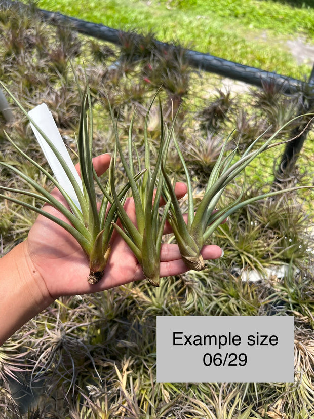 Tillandsia 'Mystic Flame Orange' – Tropiflora