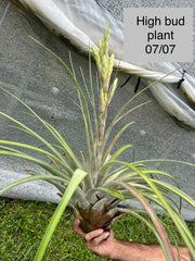 Tillandsia 'Chandelier'