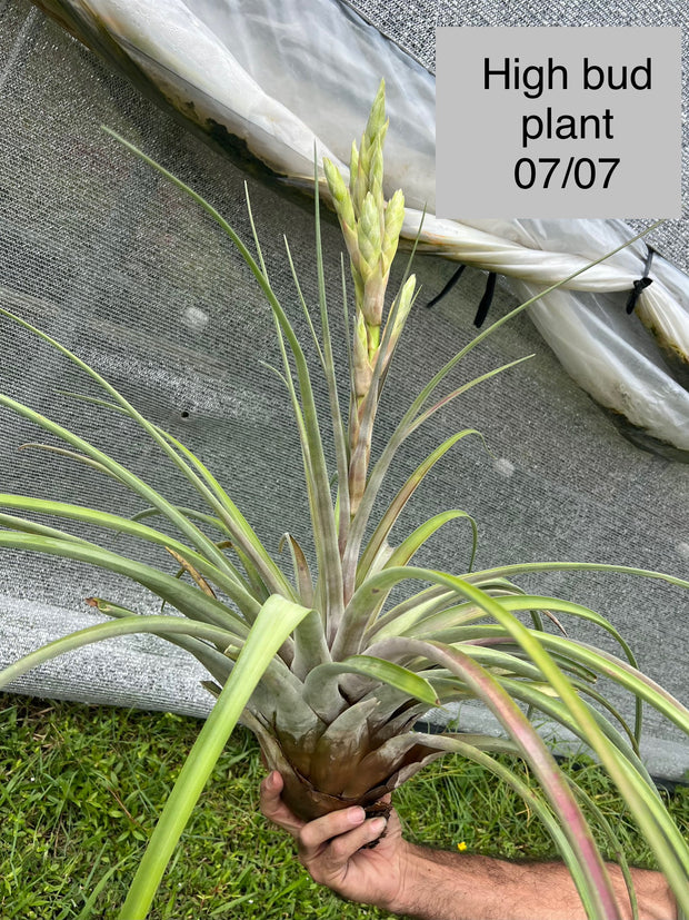 Tillandsia 'Chandelier'