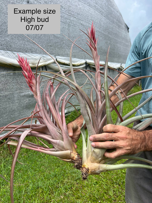 Tillandsia 'Jaguarundi'