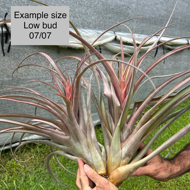 Tillandsia 'Jaguarundi'