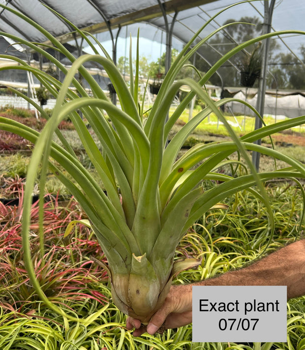 Tillandsia 'Queen Colossus'