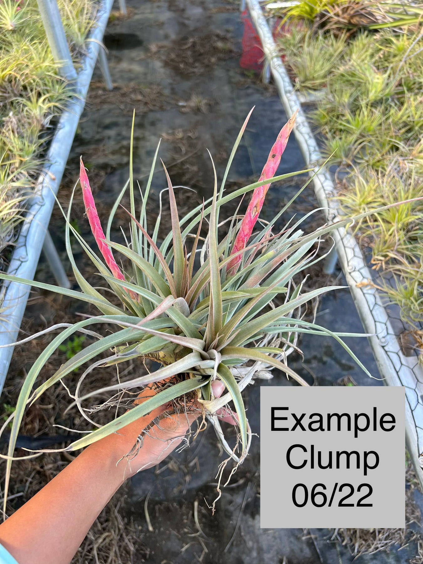 Tillandsia 'Majestic' – Tropiflora