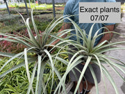 Tillandsia 'Silver Queen'