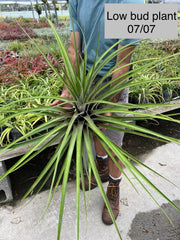 Tillandsia 'Chandelier'