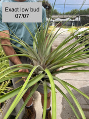Tillandsia 'Chandelier'
