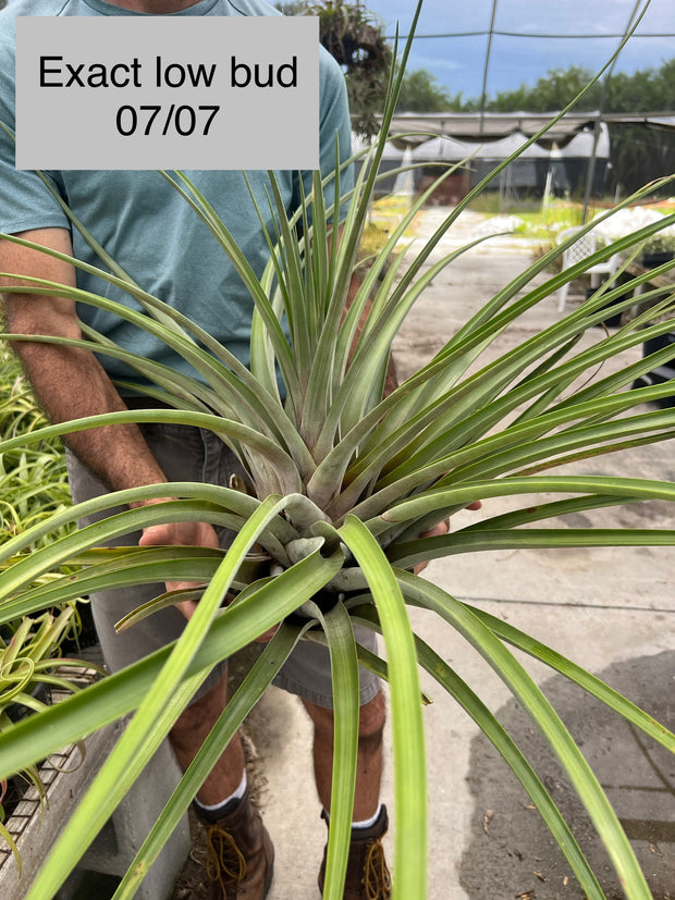 Tillandsia 'Chandelier'