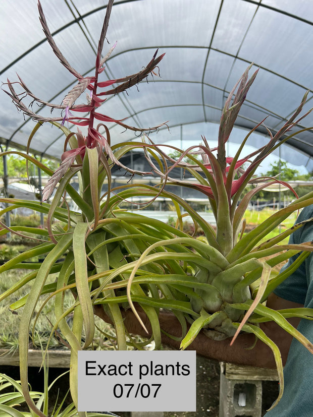 Tillandsia 'Red Robin'