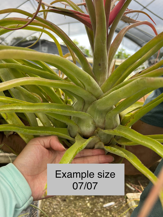 Tillandsia 'Red Robin'