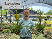 Tillandsia flavobracteata