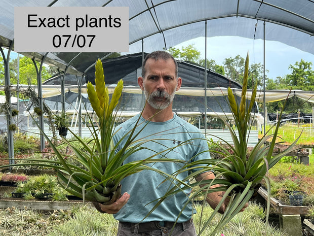 Tillandsia flavobracteata