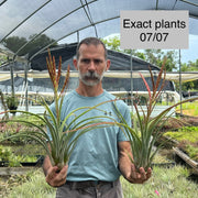 Tillandsia 'Lit'l Liz'