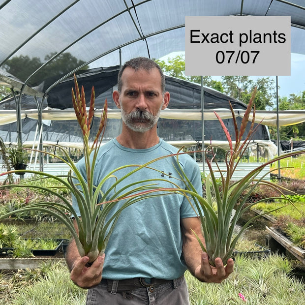 Tillandsia 'Lit'l Liz'