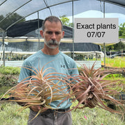 Tillandsia buchlohii