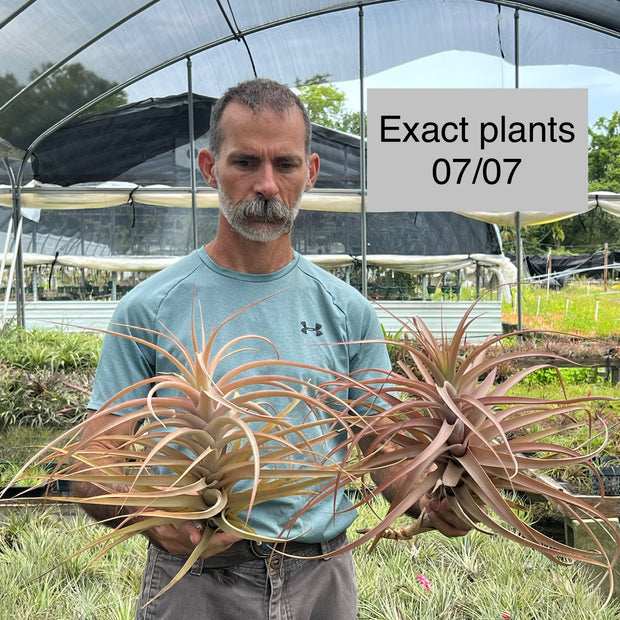 Tillandsia buchlohii