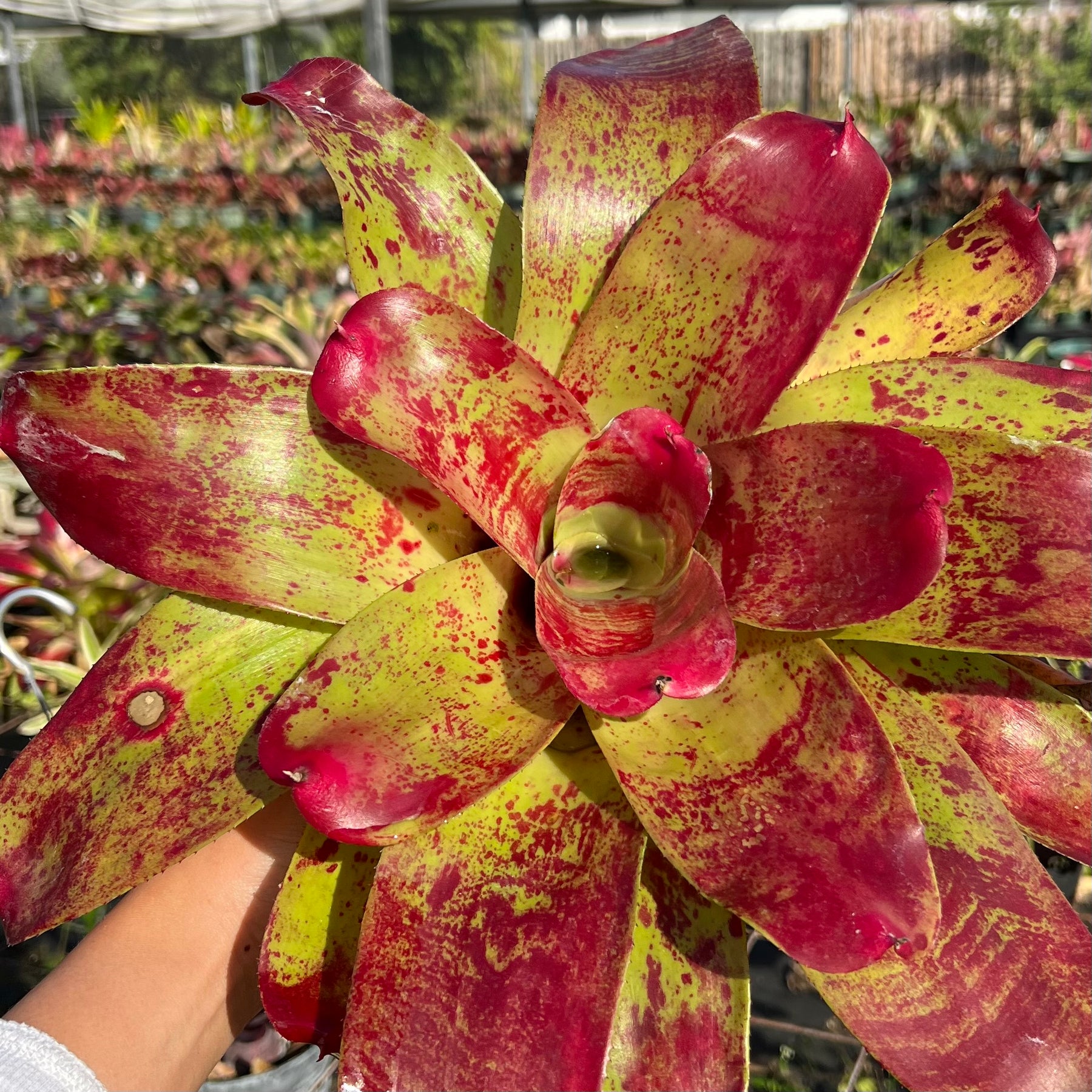 Neoregelia 'Valentine's Day' – Tropiflora
