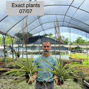 Tillandsia hitchcockiana