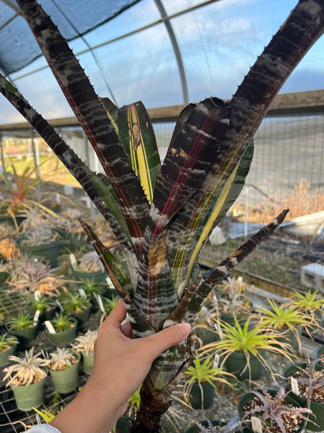ブロメリア・エアープランツ Aechmea Roberto Menescal Aechmea 'Roberto Menescal' – Tropiflora