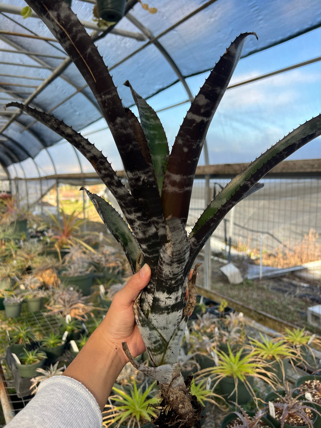 Aechmea 'Black Zombie' – Tropiflora