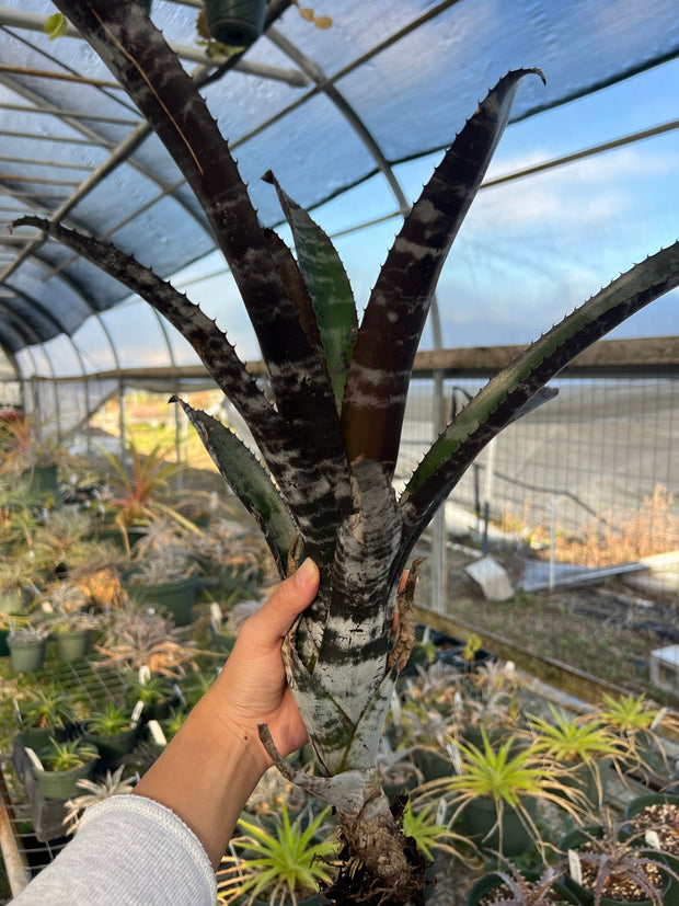 Aechmea 'Black Zombie' – Tropiflora