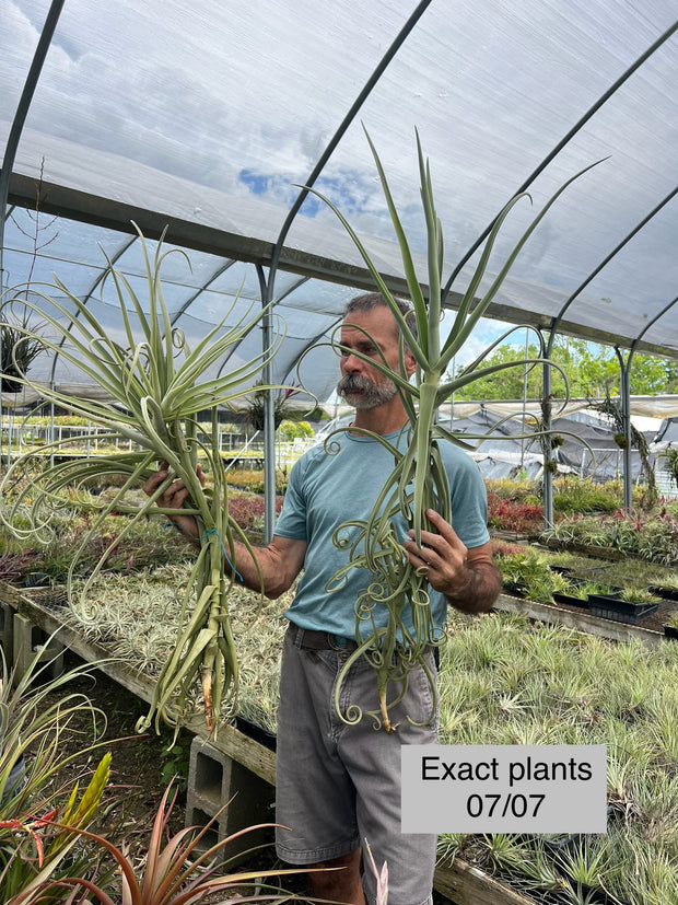 Tillandsia duratii