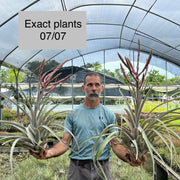 Tillandsia 'Queen Cobra'