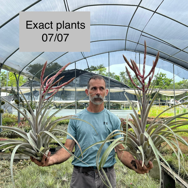 Tillandsia 'Queen Cobra'