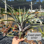 Tillandsia hildae