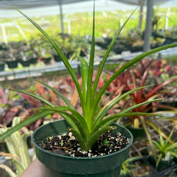 Aechmea streptocalycoides