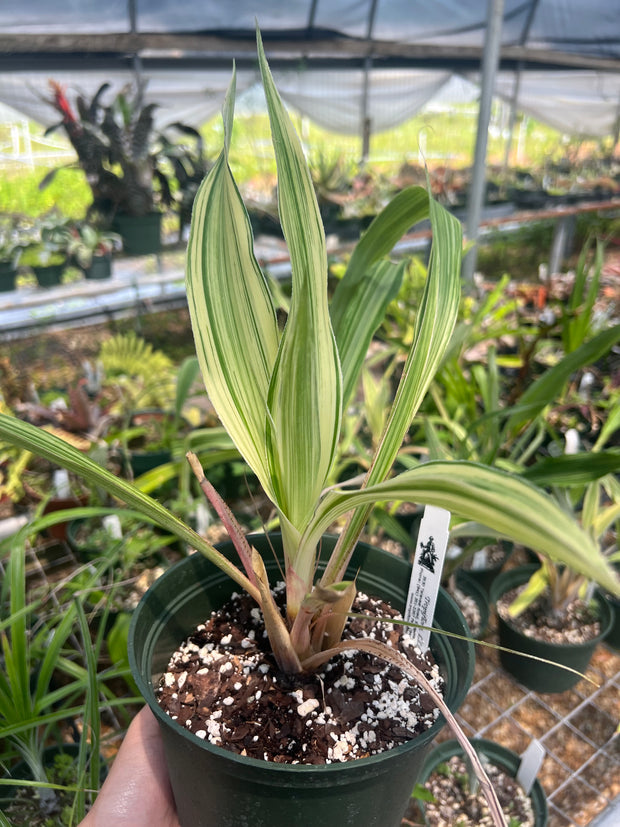 Pitcairnia echinata 'Streaker'