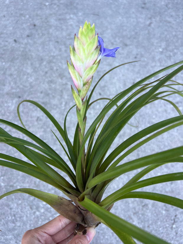 Wallisia lindeniana – Tropiflora