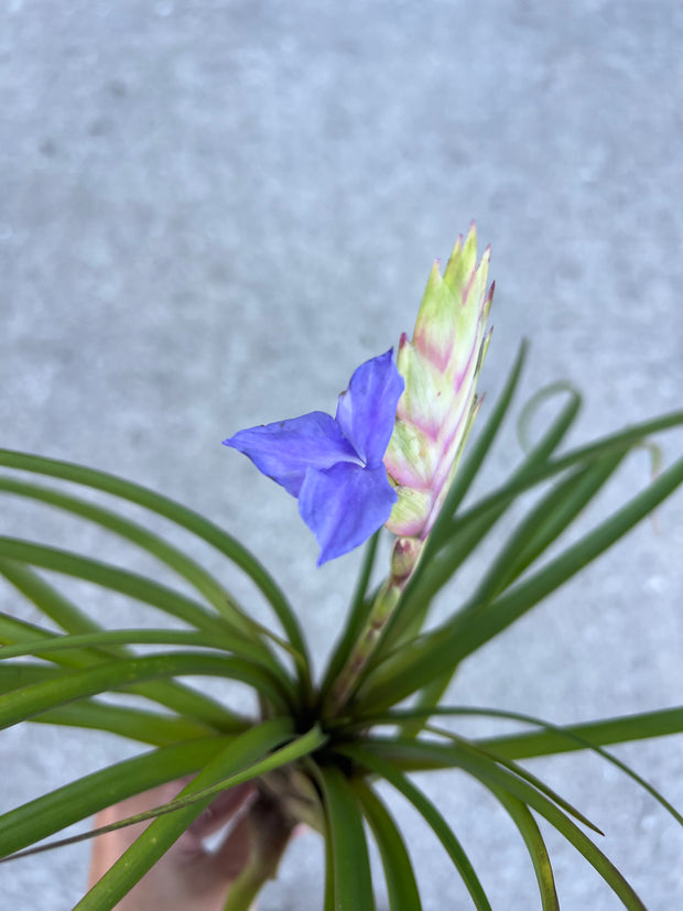 Wallisia lindeniana – Tropiflora