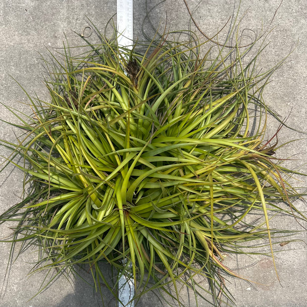 Tillandsia 'Sparkler'