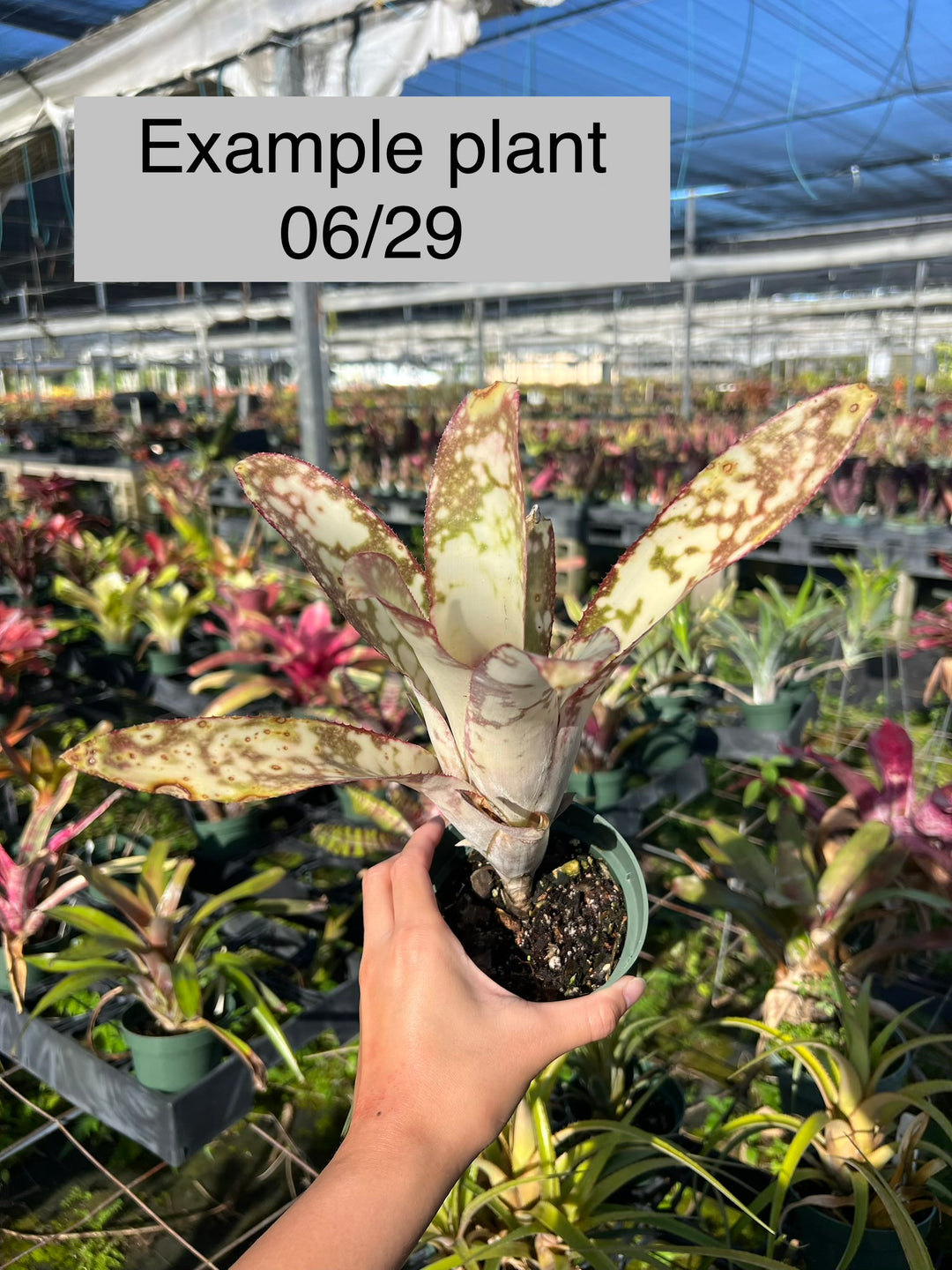 Billbergia 'Mariposa' – Tropiflora