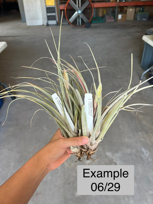 Tillandsia 'Arco Iris' – Tropiflora