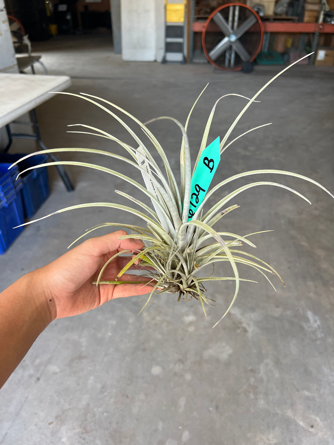 Tillandsia mima v. chiletensis – Tropiflora