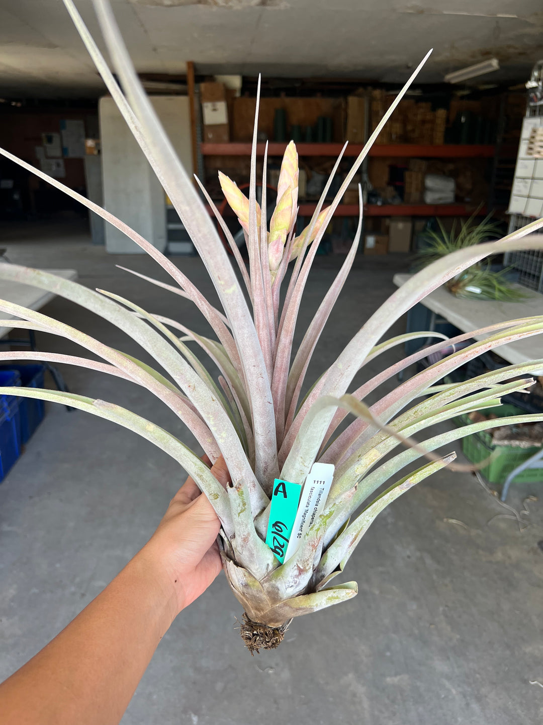 Tillandsia chiapensis x fasciculata 'Magnificent' – Tropiflora