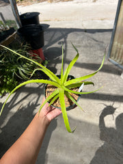 Hechtia laxissima AS051-2 Gabriel Zamora, Michoacan