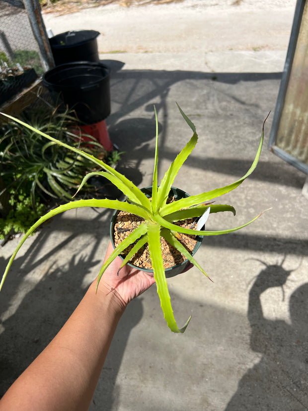 Hechtia laxissima AS051-2 Gabriel Zamora, Michoacan