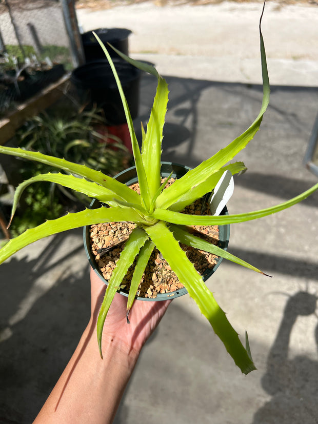 Hechtia laxissima AS051-2 Gabriel Zamora, Michoacan