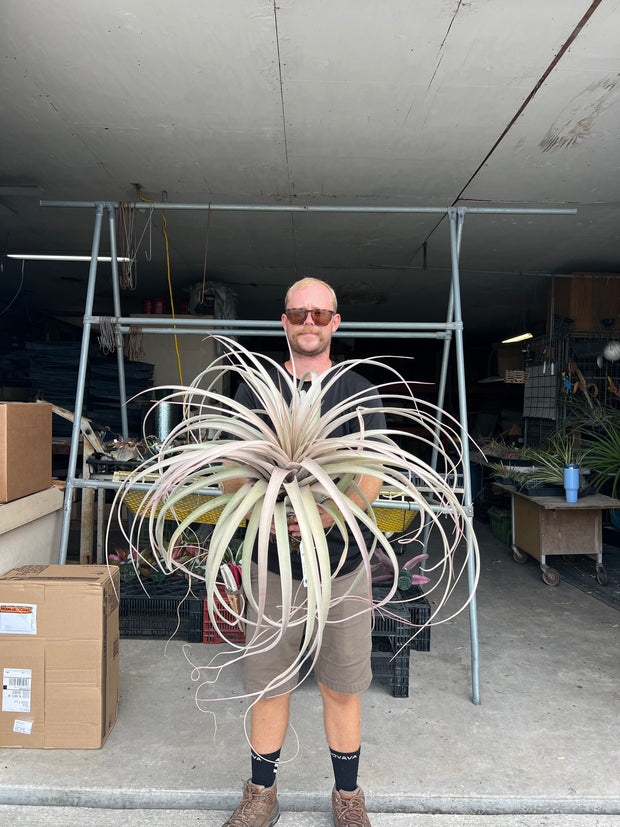 Tillandsia 'Fireworks' – Tropiflora