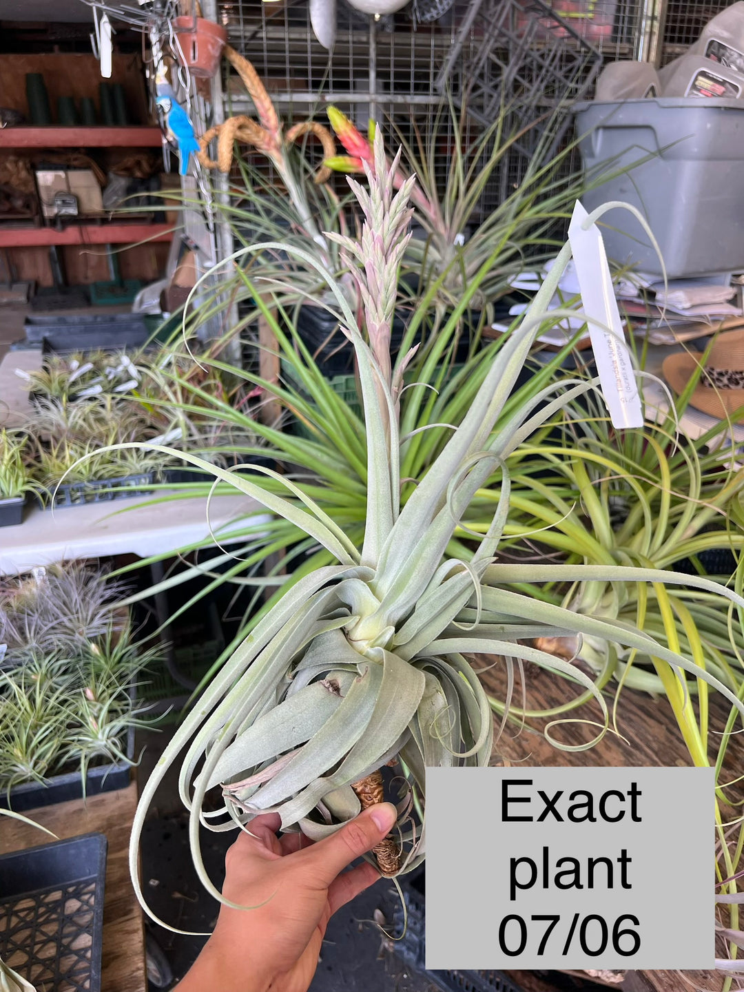 Tillandsia 'June T' – Tropiflora