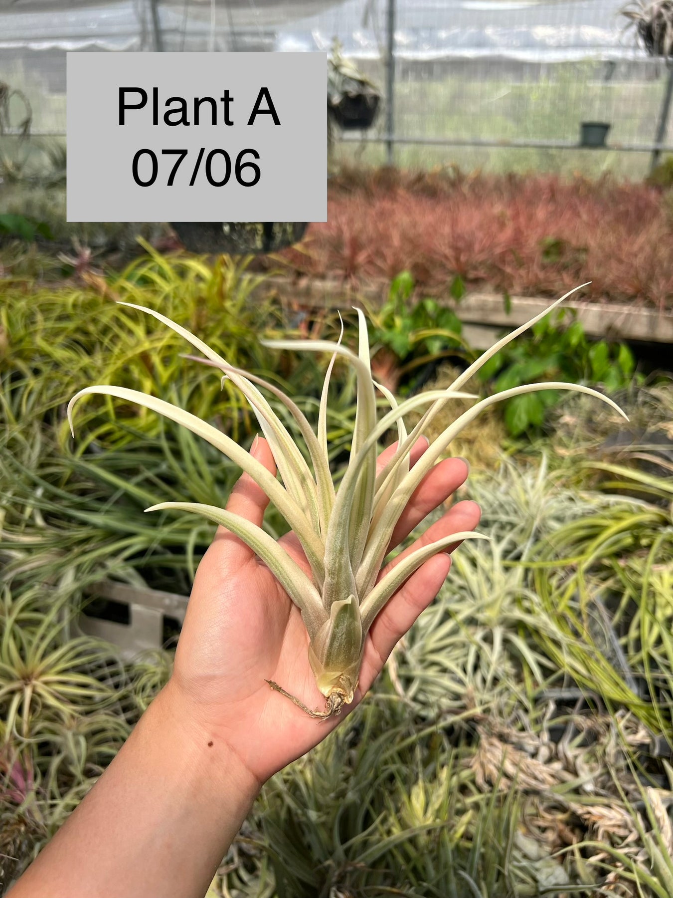 Tillandsia ‘Deborah Ann’（デボラアン） Tillandsia 'Deborah Ann' – Tropiflora