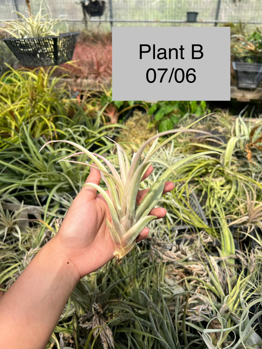 Tillandsia 'Deborah Ann' – Tropiflora