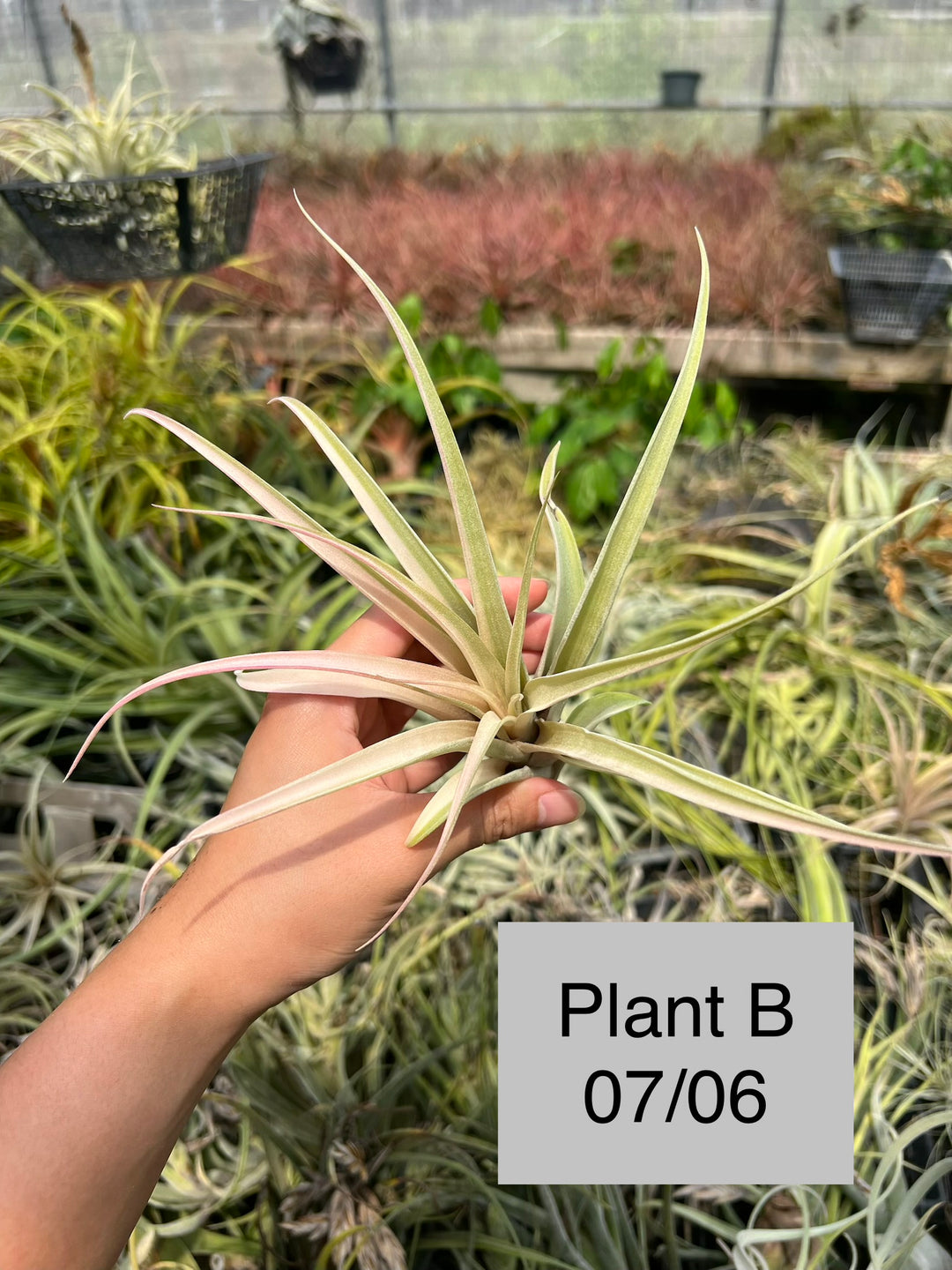 Tillandsia 'Deborah Ann' – Tropiflora